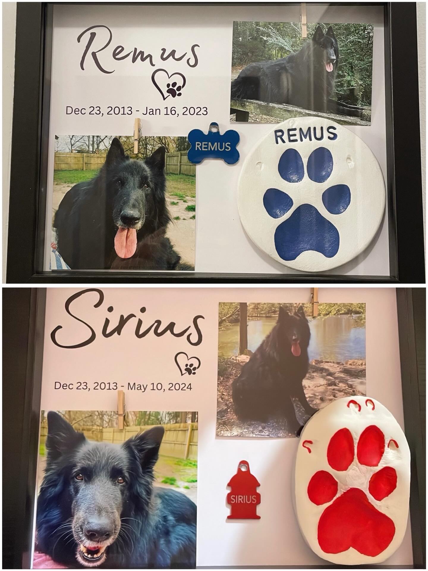 🎂⁣ Happy heavenly birthday to my two best boys, Sirius and Remus ⁣ ⁣ ❤️ 💙 ⁣ ⁣ You’re turning 12 today… Life was so cruel and unfair to take you so early, and I would give anything...