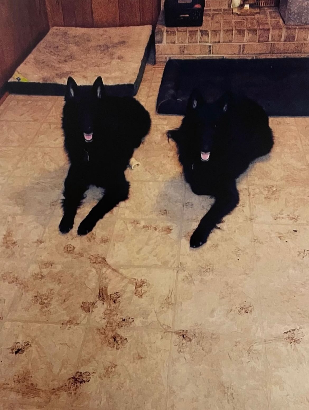 🎂⁣ Happy heavenly birthday to my two best boys, Sirius and Remus ⁣ ⁣ ❤️ 💙 ⁣ ⁣ You’re turning 12 today… Life was so cruel and unfair to take you so early, and I would give anything...