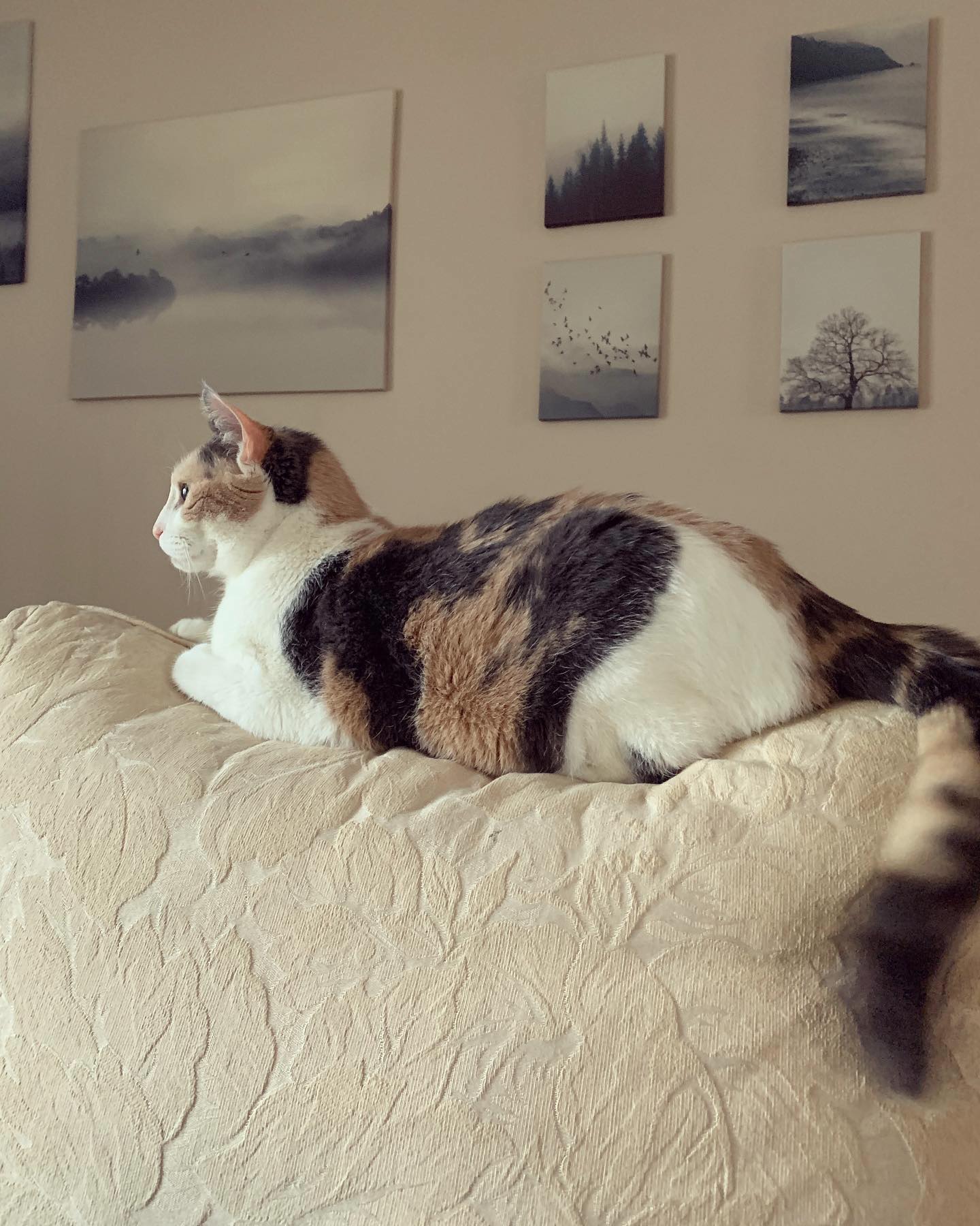⁣ ✞ Raspberry ⁣ approx. 06/2007 to 12/09/2022 ⁣ ⁣ My grumpy, grumpy girl… I miss and love you so much. ⁣ ⁣ It’s honestly hard to fathom just how much my life has changed in the pa...