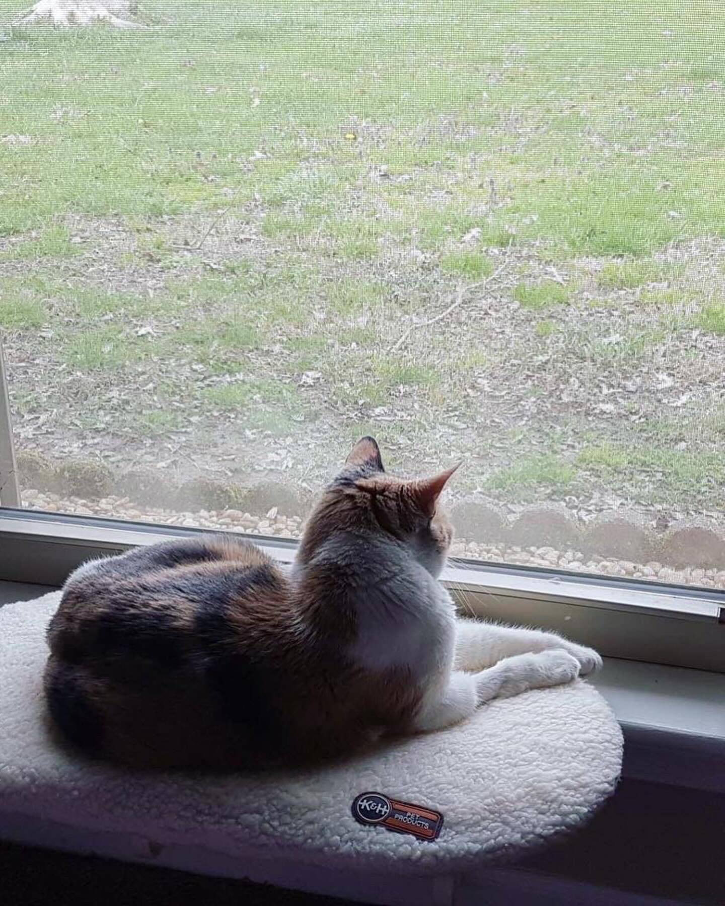 ⁣ ✞ Raspberry ⁣ approx. 06/2007 to 12/09/2022 ⁣ ⁣ My grumpy, grumpy girl… I miss and love you so much. ⁣ ⁣ It’s honestly hard to fathom just how much my life has changed in the pa...
