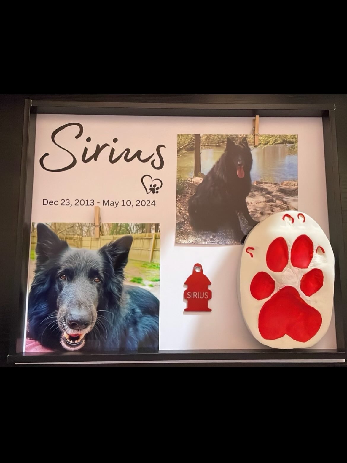 ❤️⁣ ✞ Sirius⁣⁣⁣ 12/23/2013 to 05/10/2024⁣ ⁣ 2 years without my goofy goober, the cuddliest and silliest boy I ever did see. ⁣ I love you to the ends of the universe, Sirius. We sh...