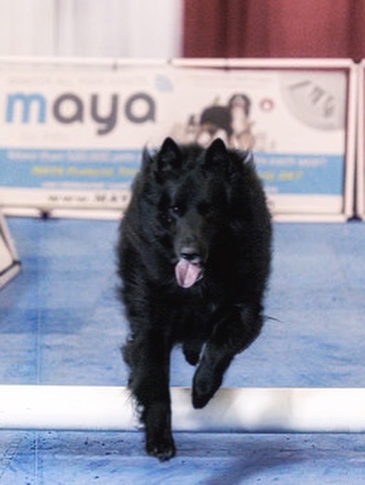 ❤️⁣ ✞ Sirius⁣⁣⁣ 12/23/2013 to 05/10/2024⁣ ⁣ 2 years without my goofy goober, the cuddliest and silliest boy I ever did see. ⁣ I love you to the ends of the universe, Sirius. We sh...